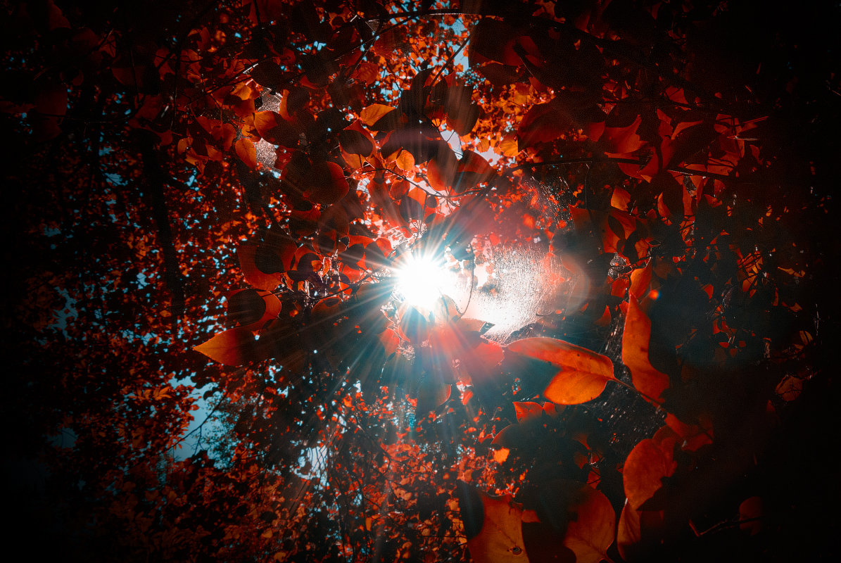 Autumn leaves - c_rust ><