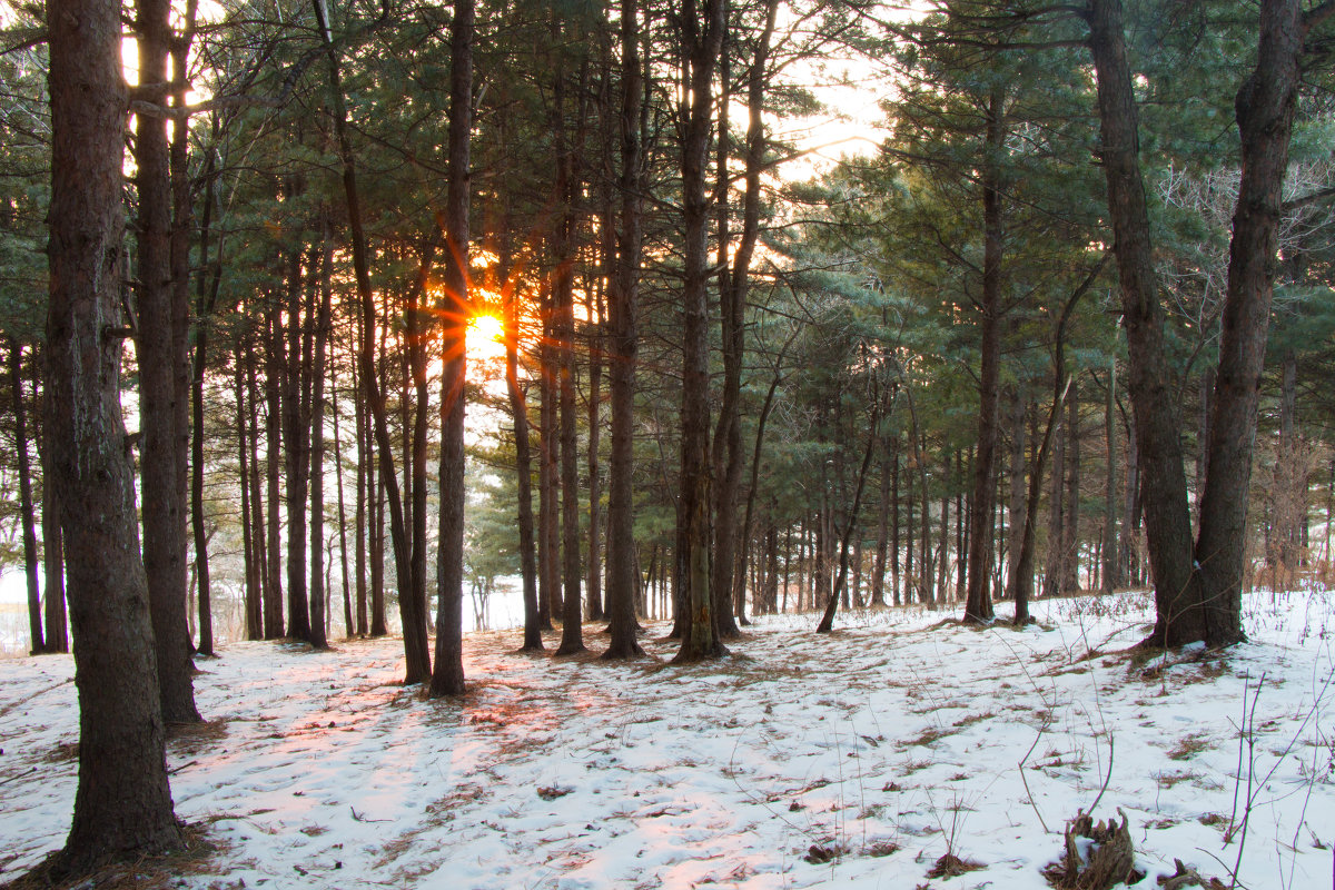Солнце перед закатом в лесу - Тамара Морозова