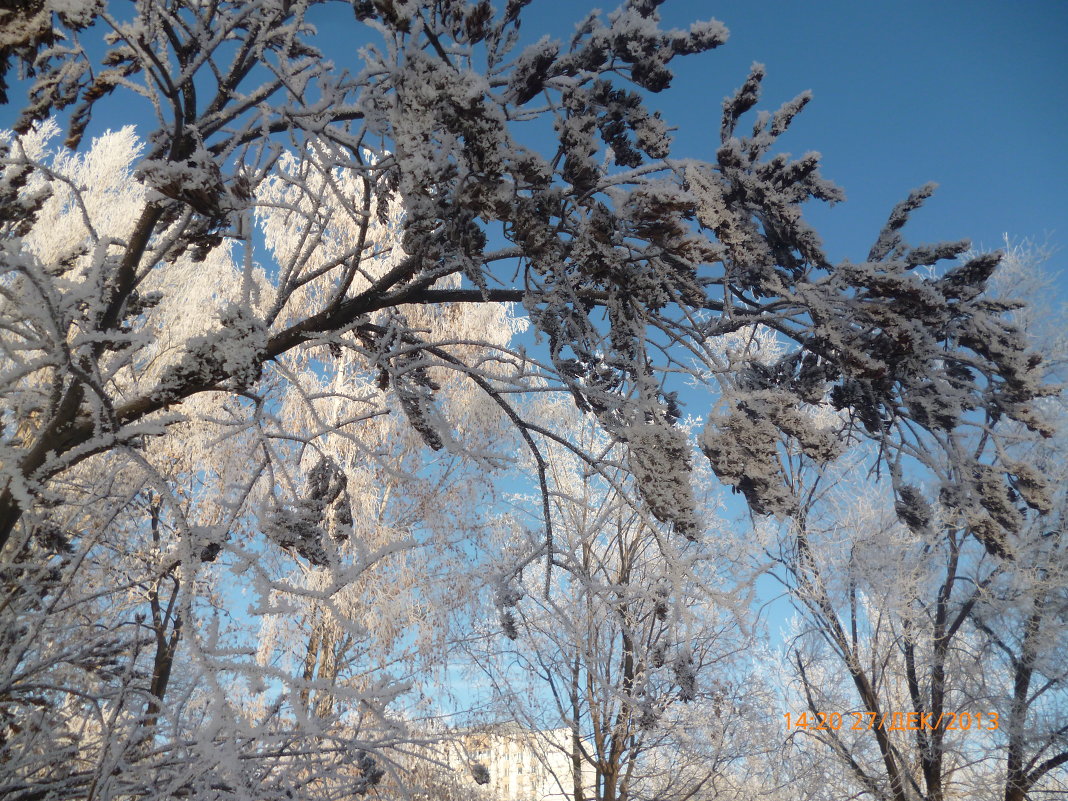 Городской парк. - нина 