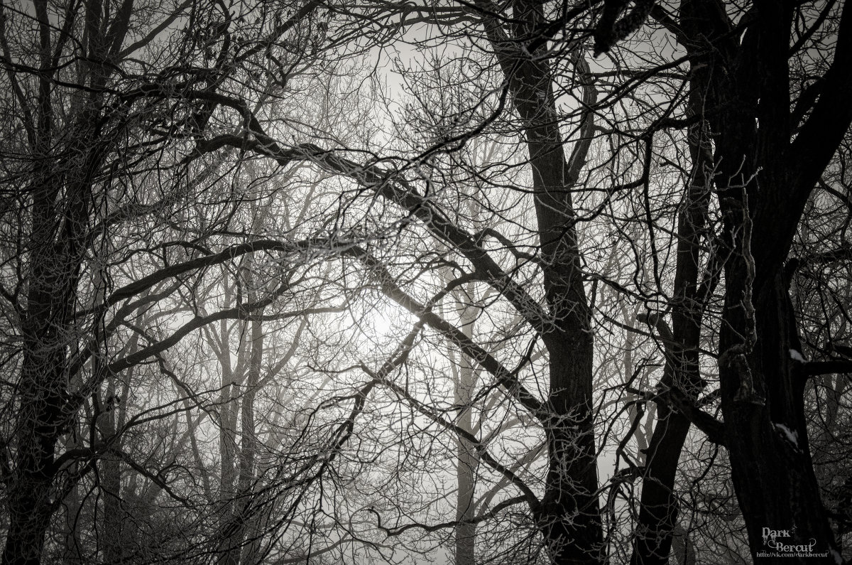 Зимние оттенки серого - Андрей Дыдыкин