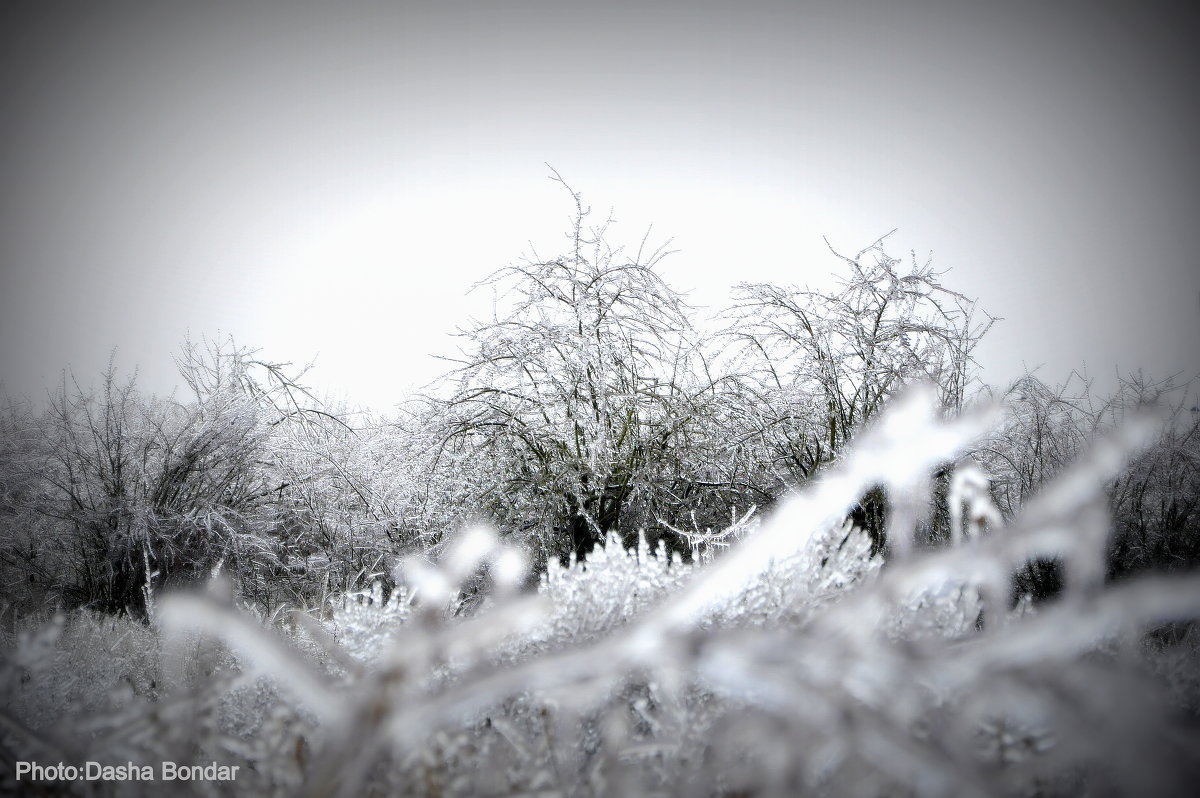 Зима в Краснодаре - Dasha Bondar