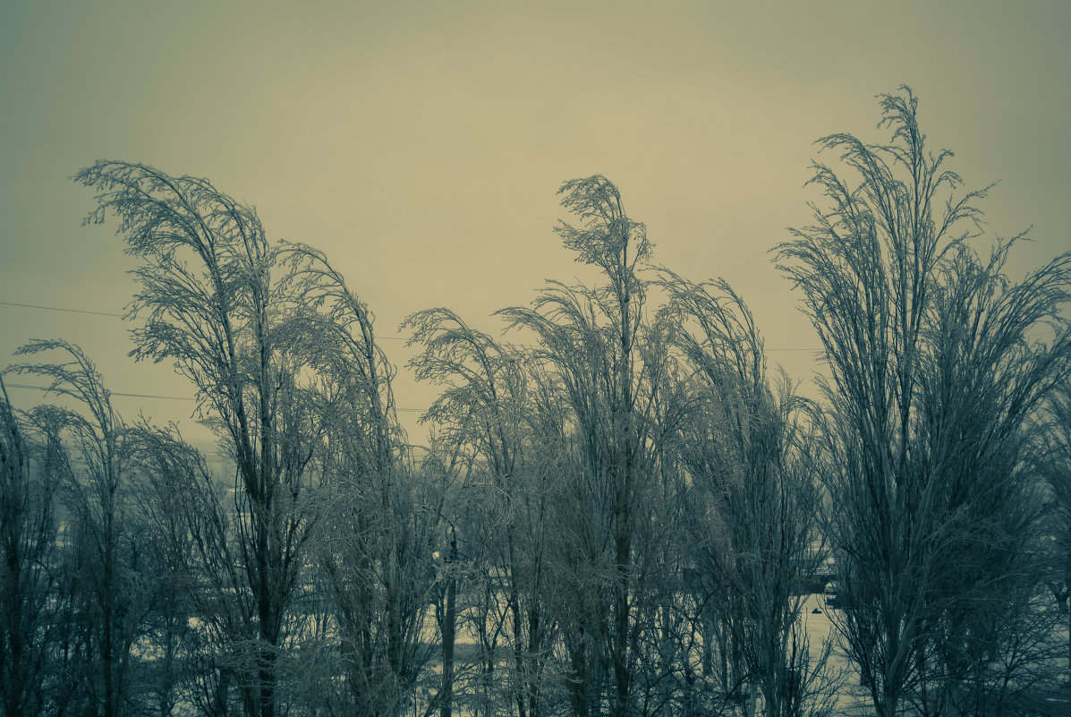 тополя зимой - Евгений 