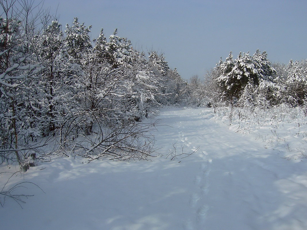 Зима в лесу - Lara 