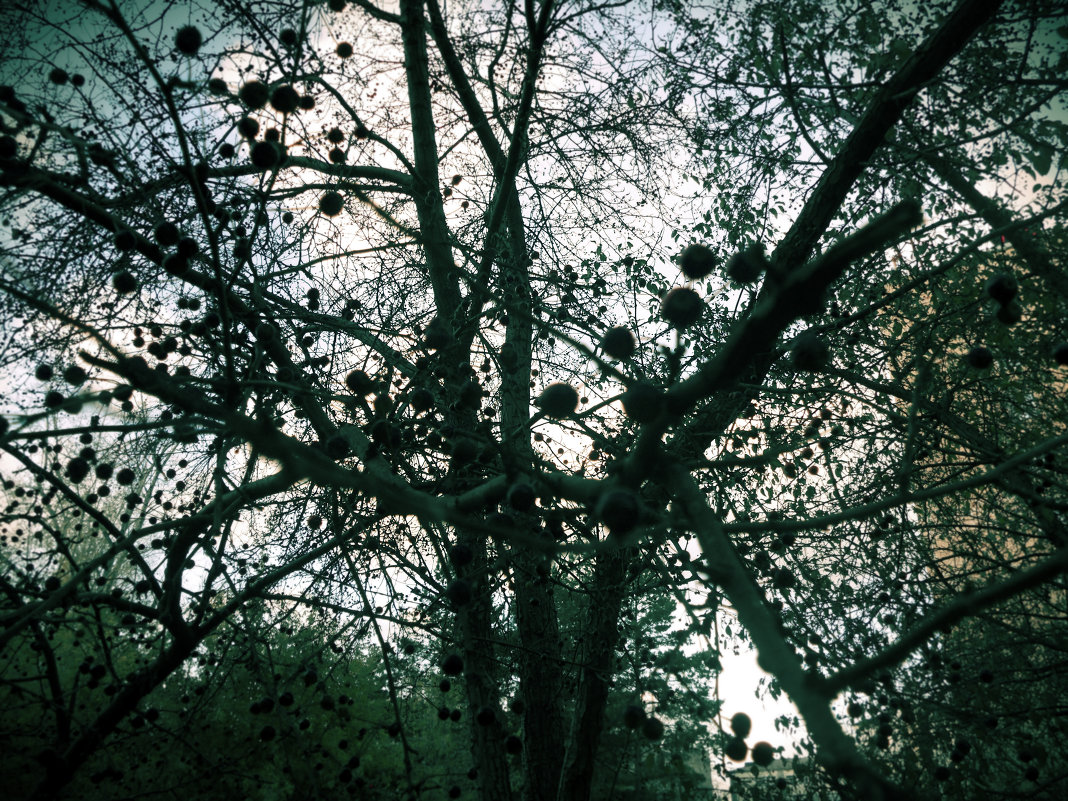 Лапы деревьев - Elena 