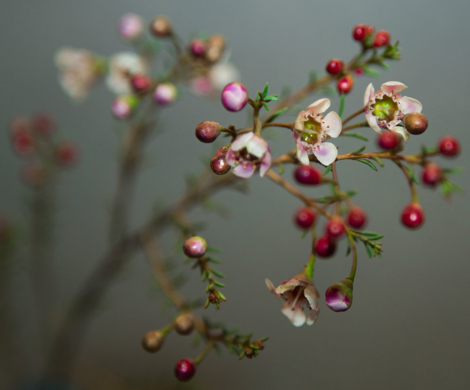 Мелкие цветочки для декорации букетов:) - Наталья Филипсен