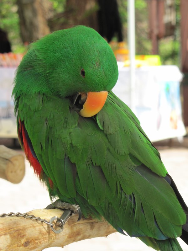 зеленый попугай - Karlygash Khassenova
