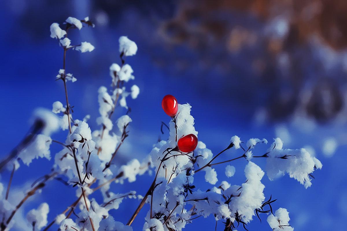 Морозного дня ягоды - Александр | Матвей БЕЛЫЙ