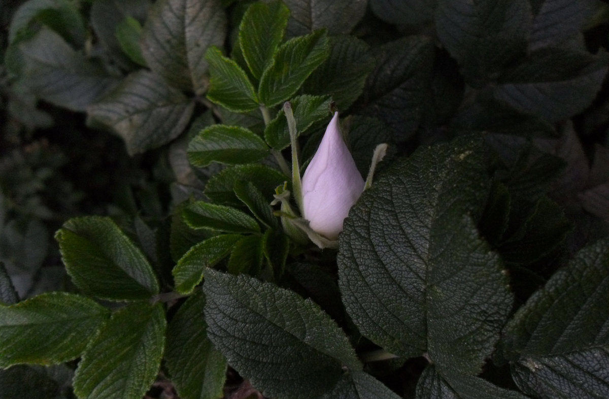 маленький цветочек - Евгения Латунская