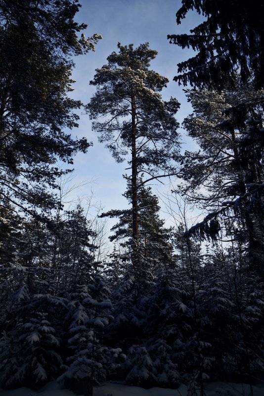 Зимний лес - Ирина 