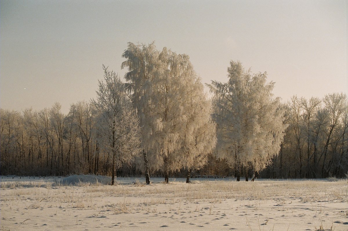 Деревья в снегу - Виталий Волков