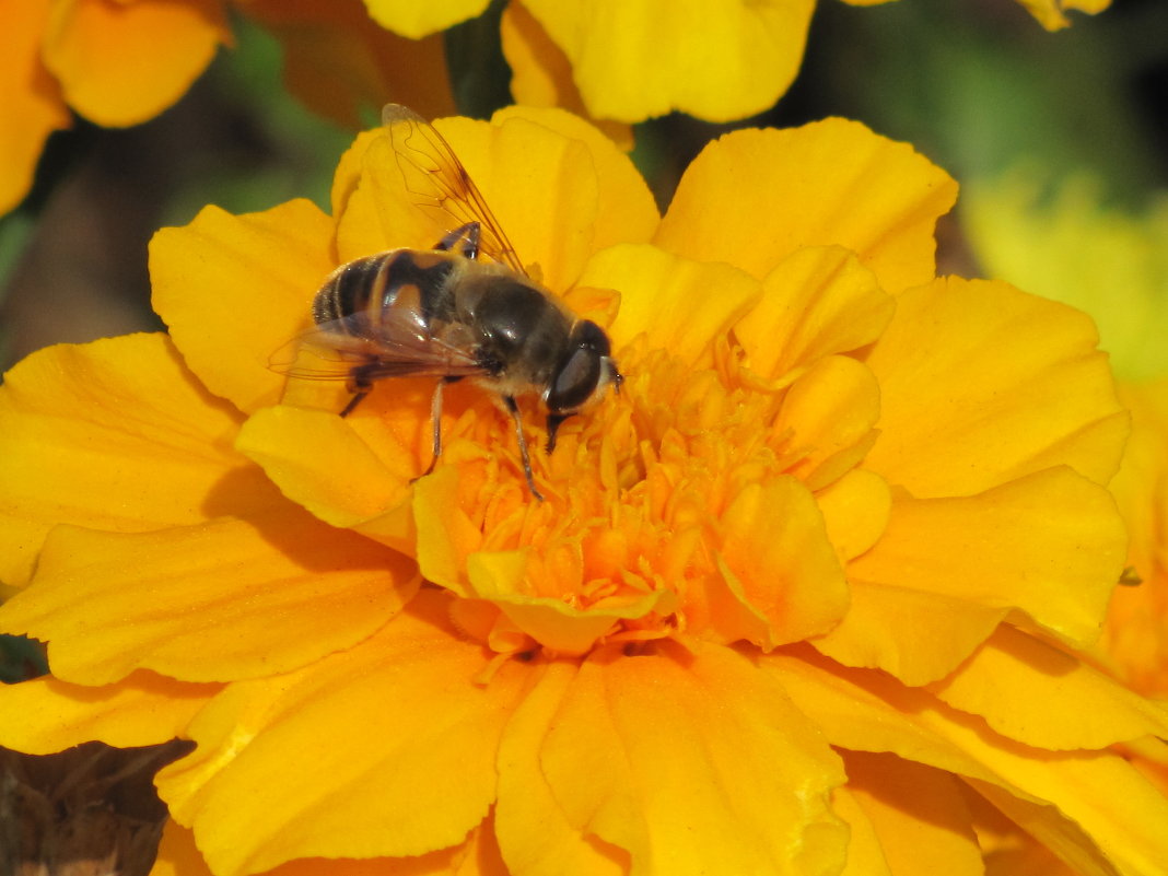 пчелка собирает нектар - Karlygash Khassenova