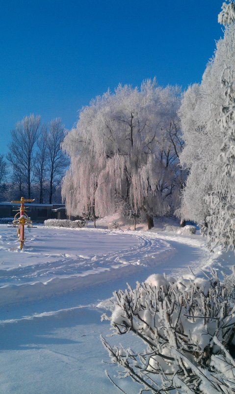 Зимние дерево - Ярослав 