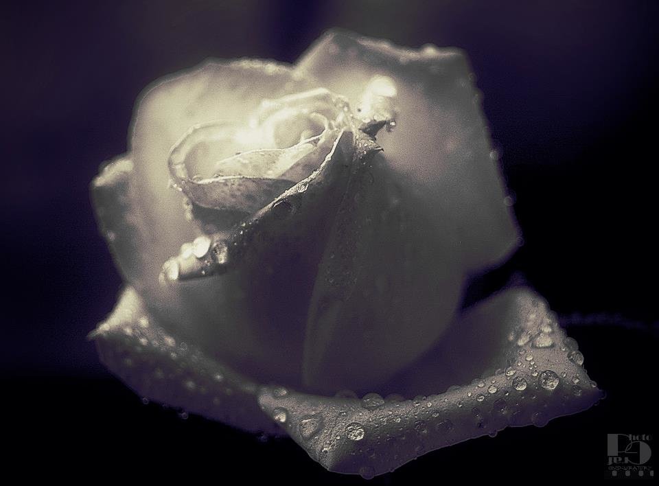 Белая роза - эмблема... - Олег Бондаренко