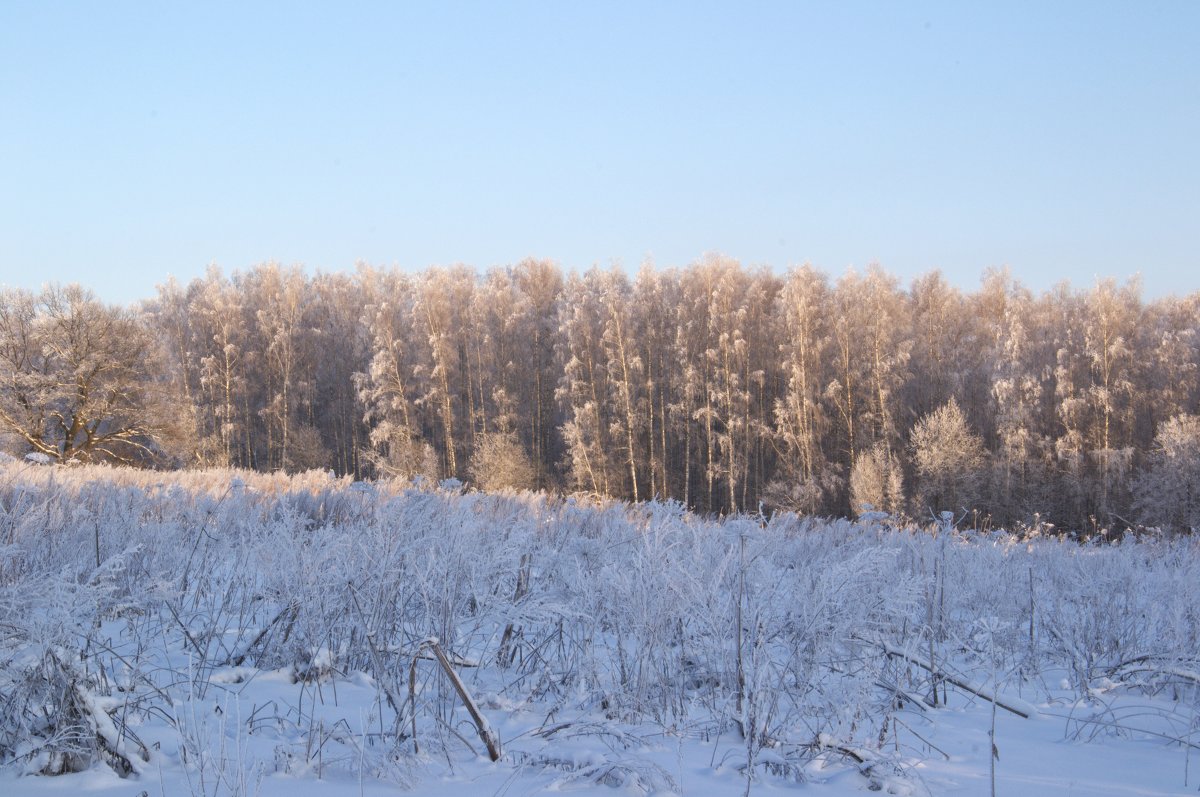 Лес перед усадьбой - Juliya Fokina