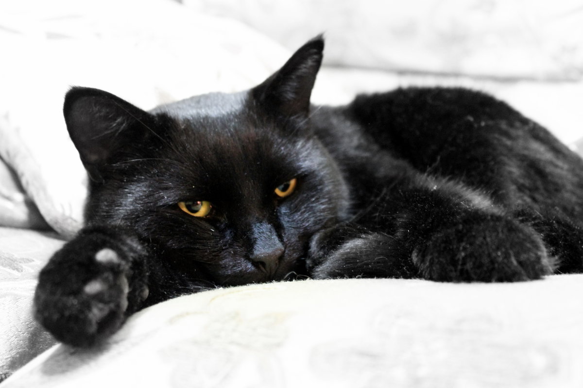 Чёрный кот - Елена Севастьянова