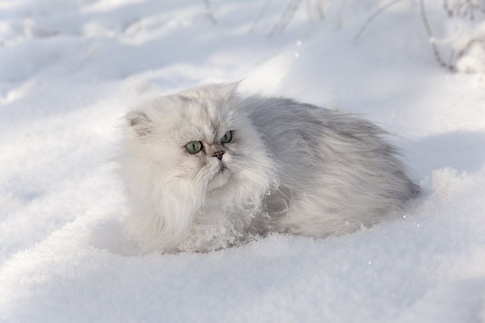 Зимний кот - Олег Самотохин