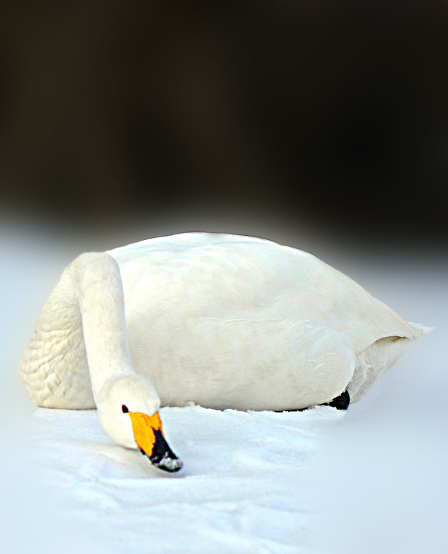 Лебедь на снегу (3) - Alexei Kopeliovich