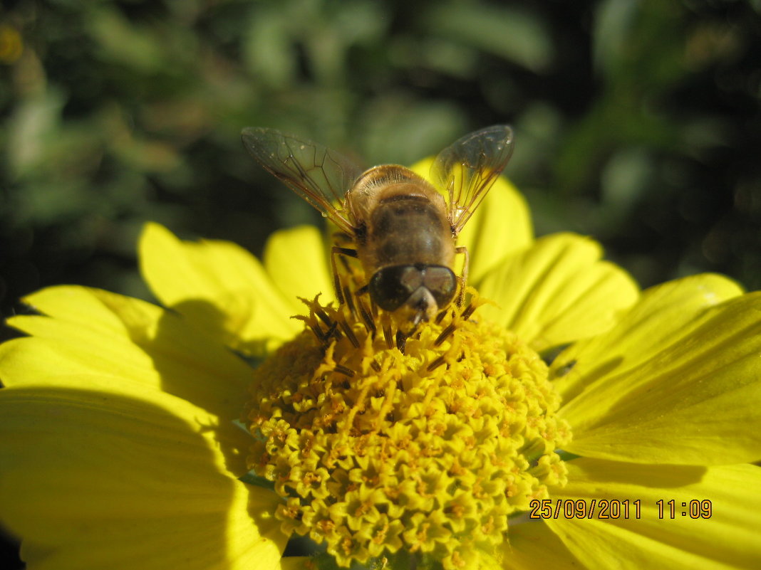Пчелка - ansodessa 