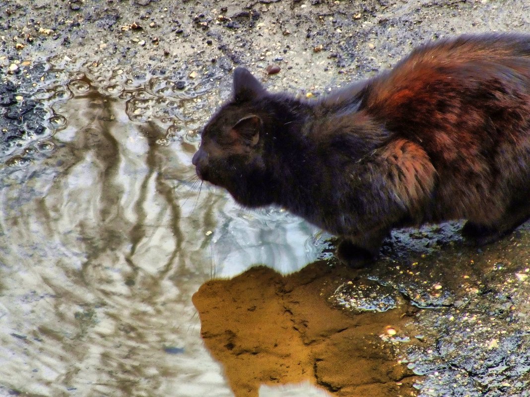 апрельский кот, водопой. - Михаил Николаев
