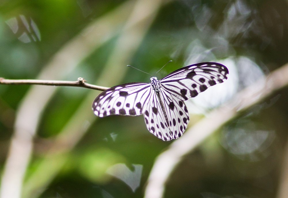 тропические бабочки острова Пангкор 1 - ОлЪг Милеев