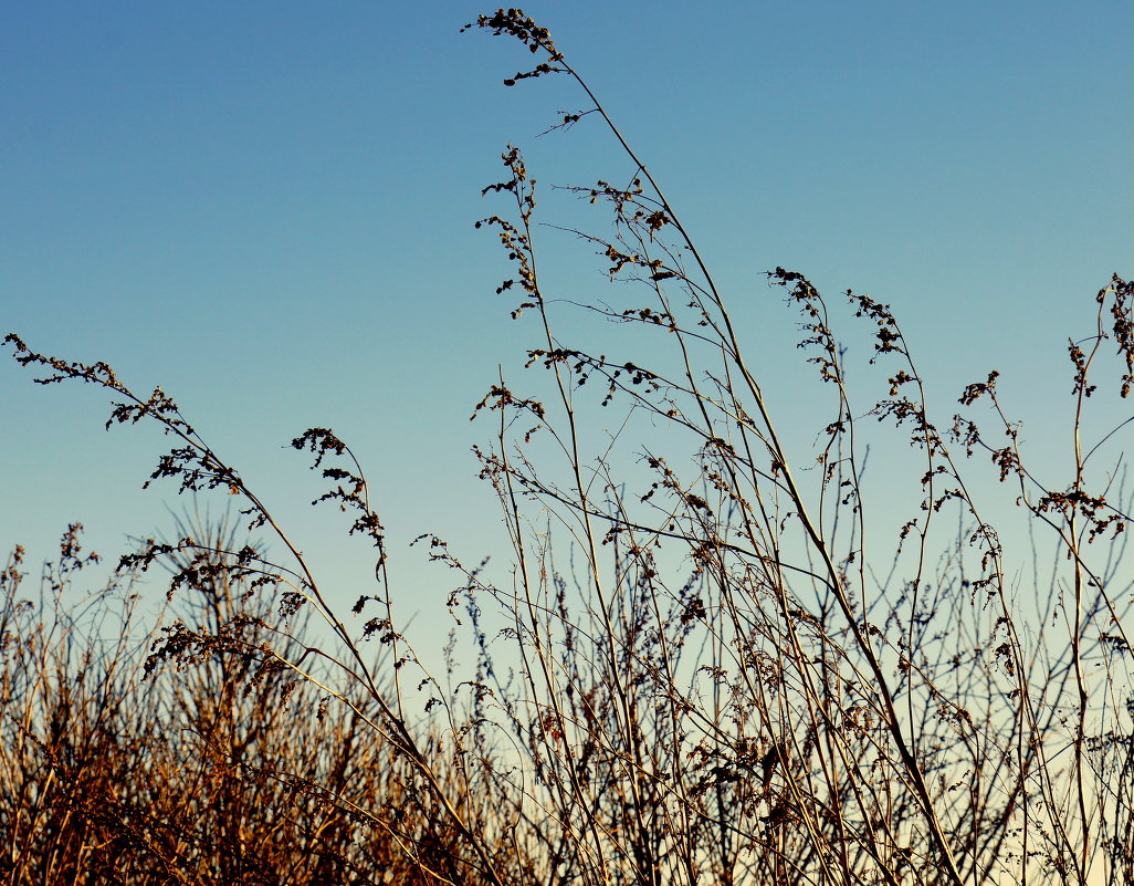Сухая трава на фоне чистого зимнего неба - Наталья Солженикина