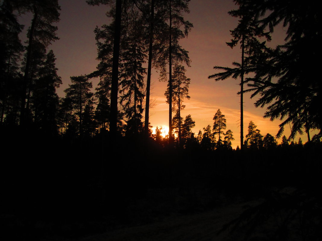 Закат в зимнем лесу.. - Вячеслав Макаров