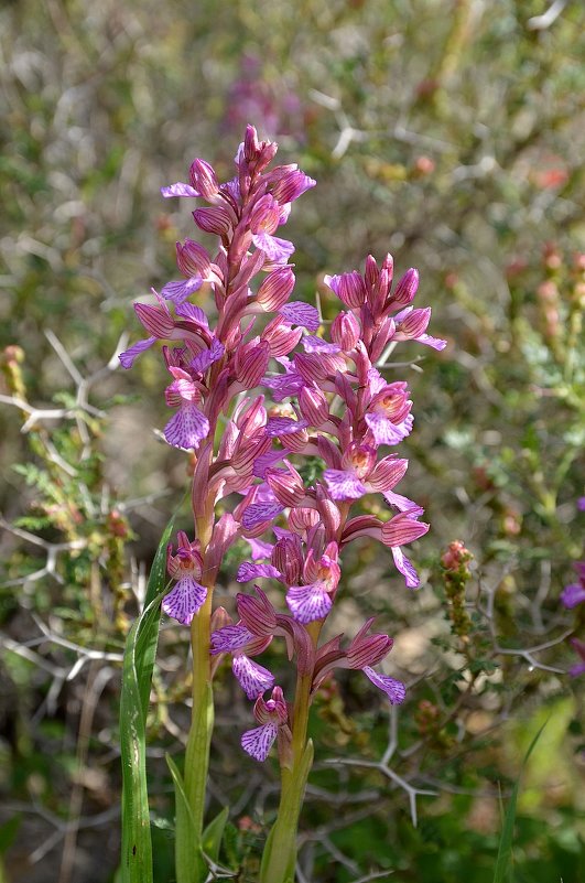 17.03.12 Ятрышник каспийский, Орхидея мотыльковая. (Orchis caspia, O. papilionacea) - Борис Ржевский