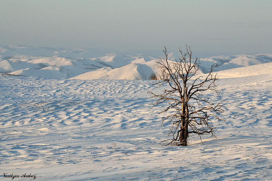 Мёртвое дерево - Андрей Васильев