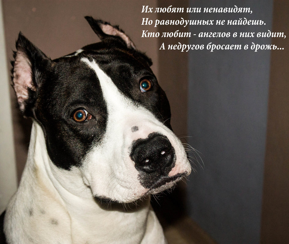 Моя собака) - Диана Манакова
