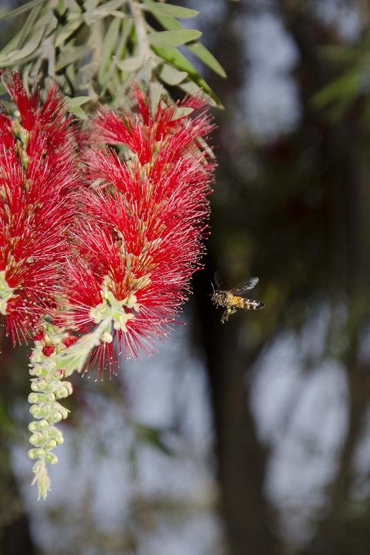 Полосатая пчела на цветущий каллистемон... - Sergey 