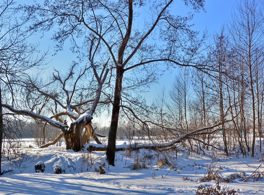 Зима - Мария Богуславская