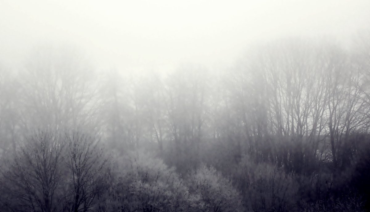 туманное утро - лиана алексеева