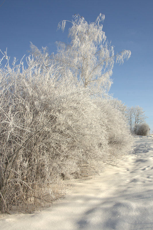 Зима - Андрей Студеникин