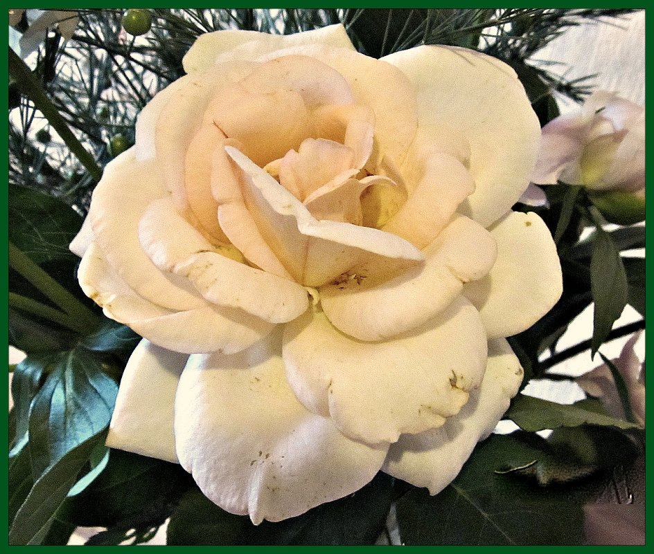 роза белая - Надежда 
