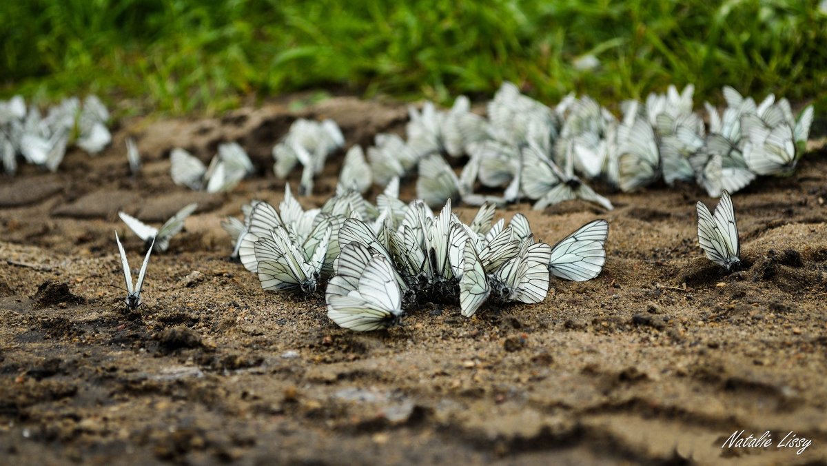 Бабочки на обочине дороги - Натали Лисси