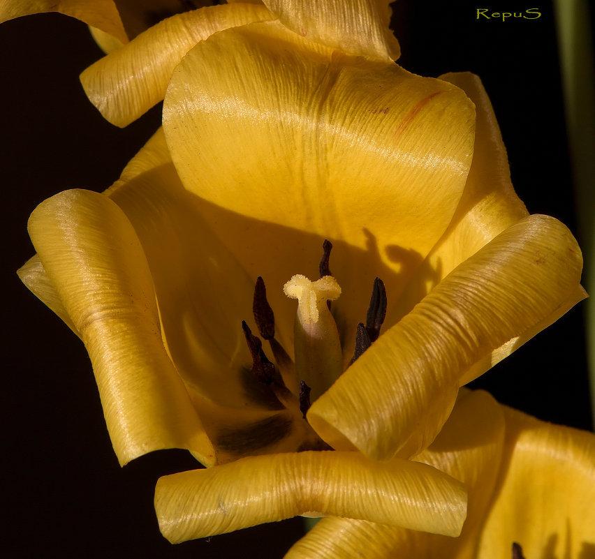 Тюльпан в темноте - Борис 