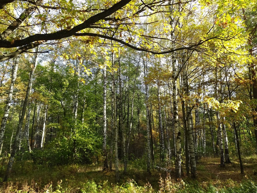 Осенний лес - Наталия Короткова