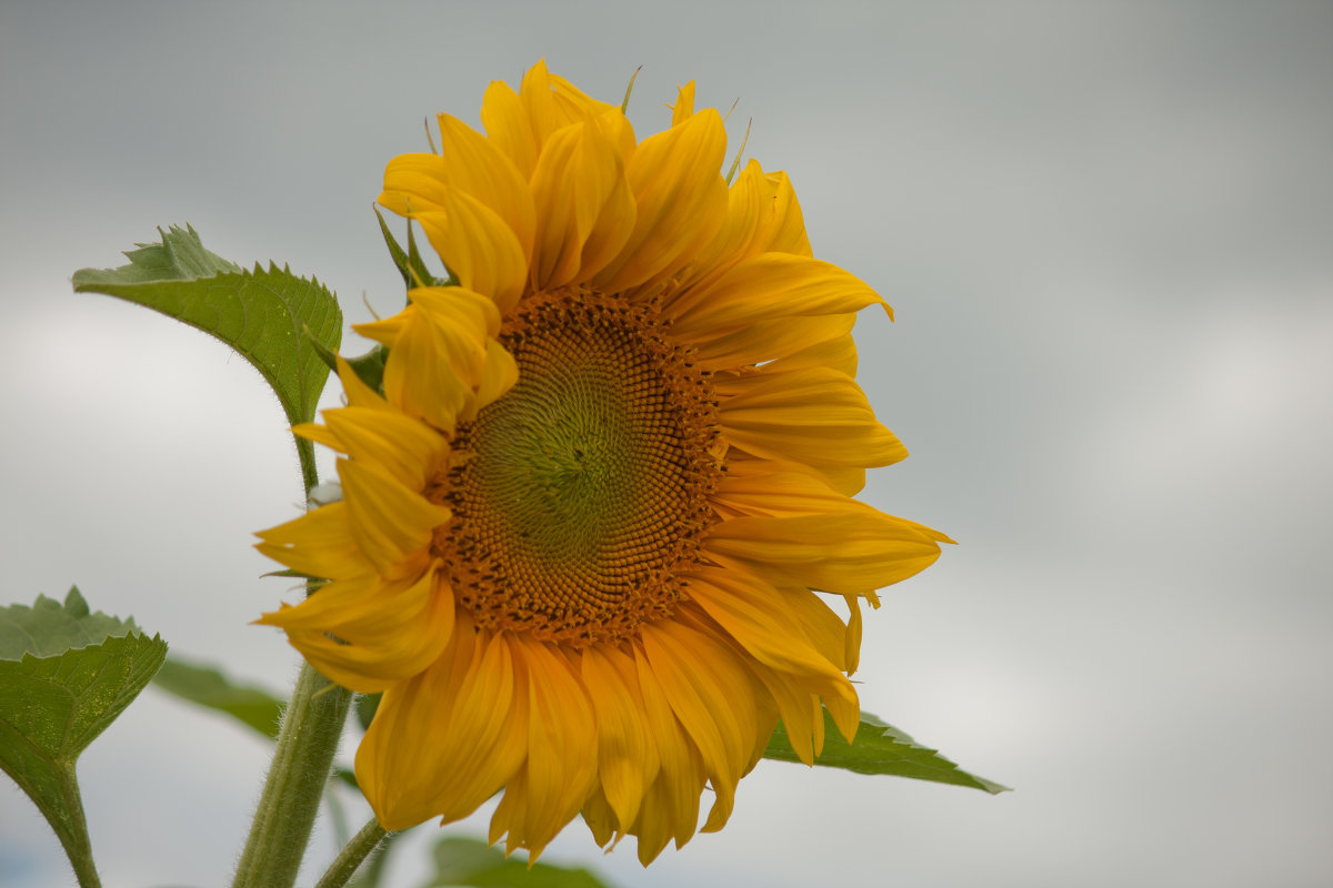 цветок солнца - Наталья Манусова