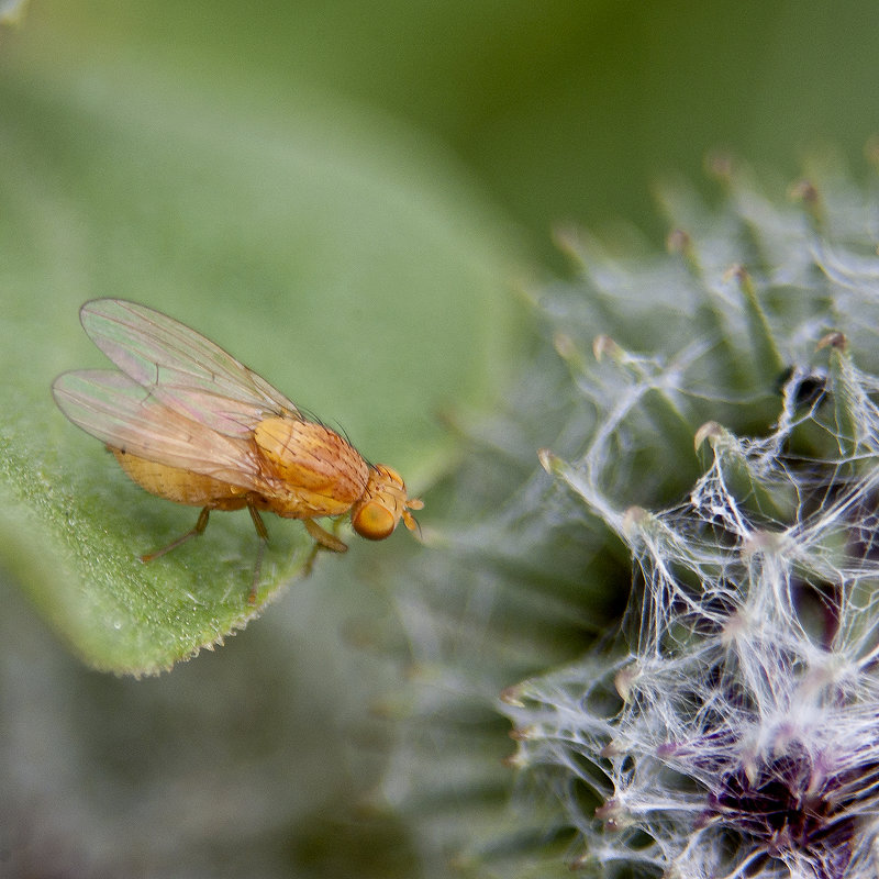 Drosophila на Agrimonia - Фома Антонов