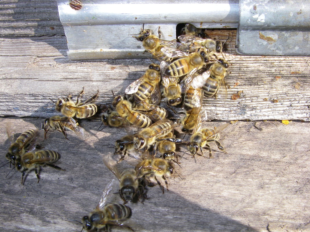 пчёлы - МАКСИМ 
