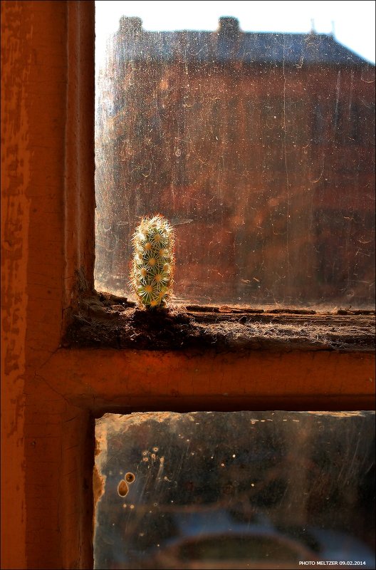 кактусеныш на моем окне - meltzer 