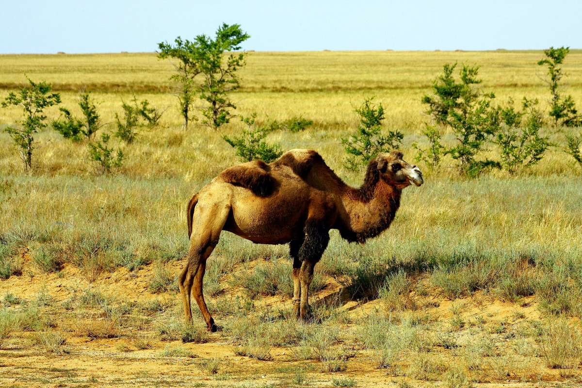 &quot;CAMEL&quot;  Его Курят! - Вячеслав 