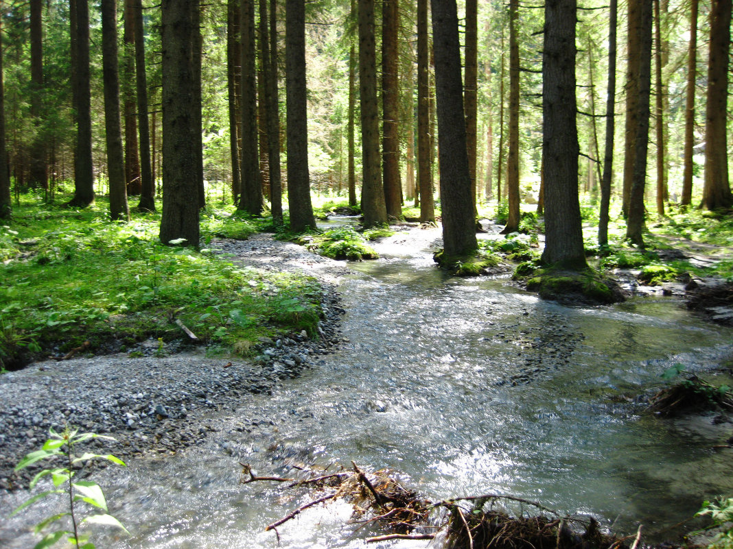 Река в лесу - Юлия Семашко