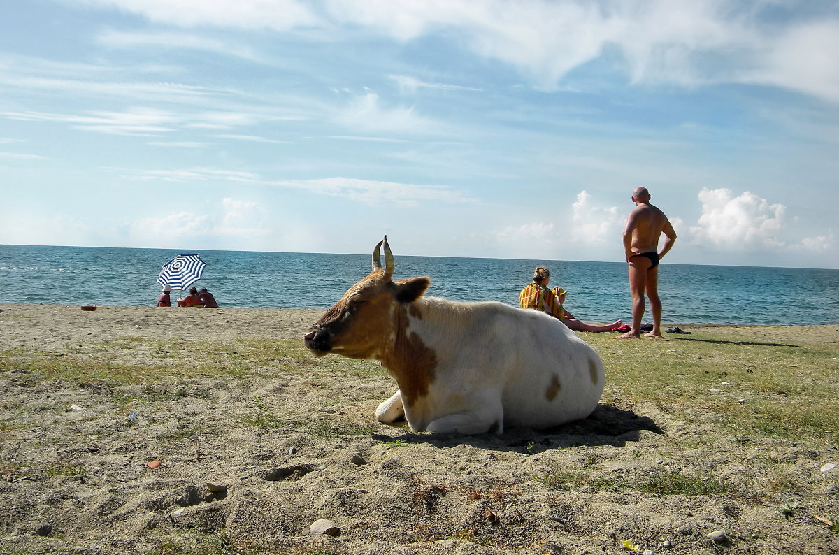 Коровка на пляже - Анастасия Макрушина