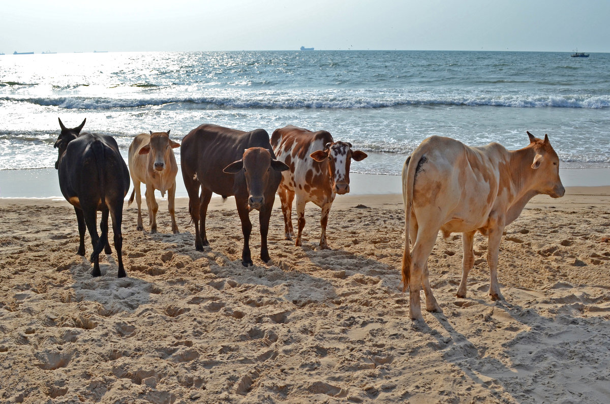 Индия. Море и священные коровы - Владимир Шибинский