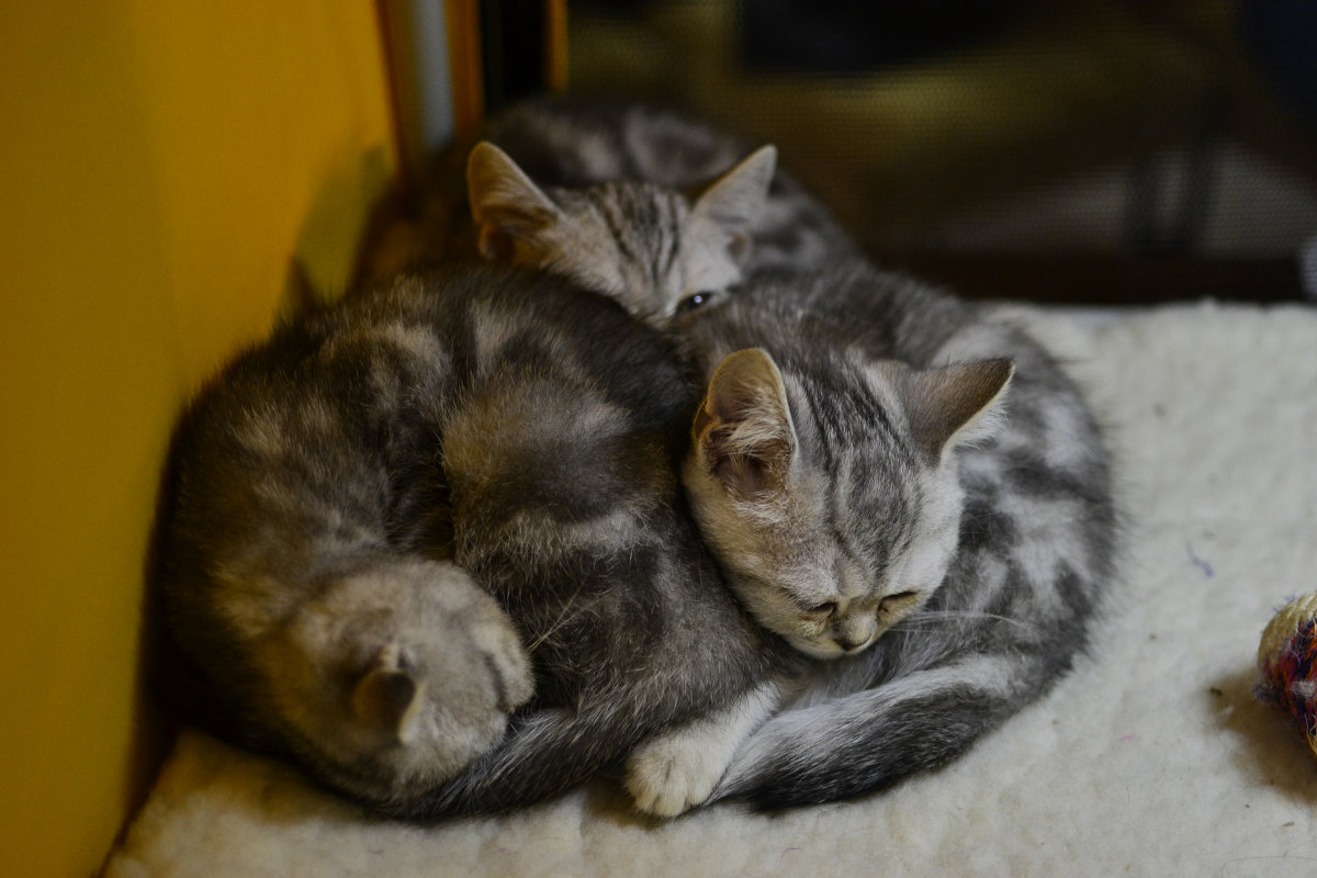 Спят усталые котята, киски спят, одеяла и подушки ждут котят! - Богдан Петренко