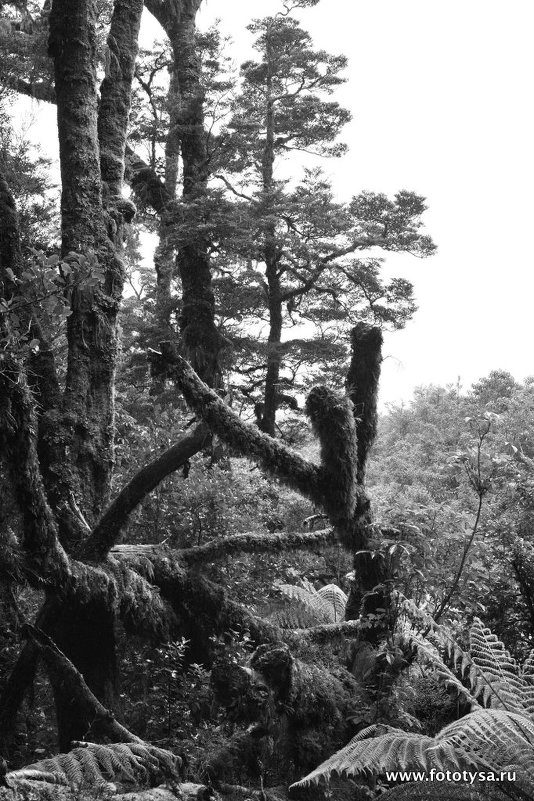 Сказочный лес в Новой зеландии. - fototysa _