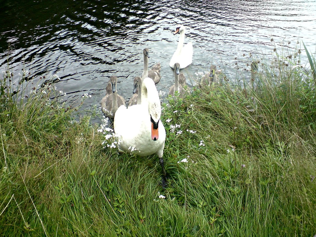 Swans ... - Janis Jansons