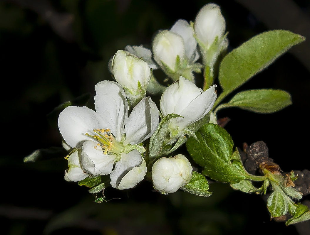 Яблони в цвету - Марина Назарова