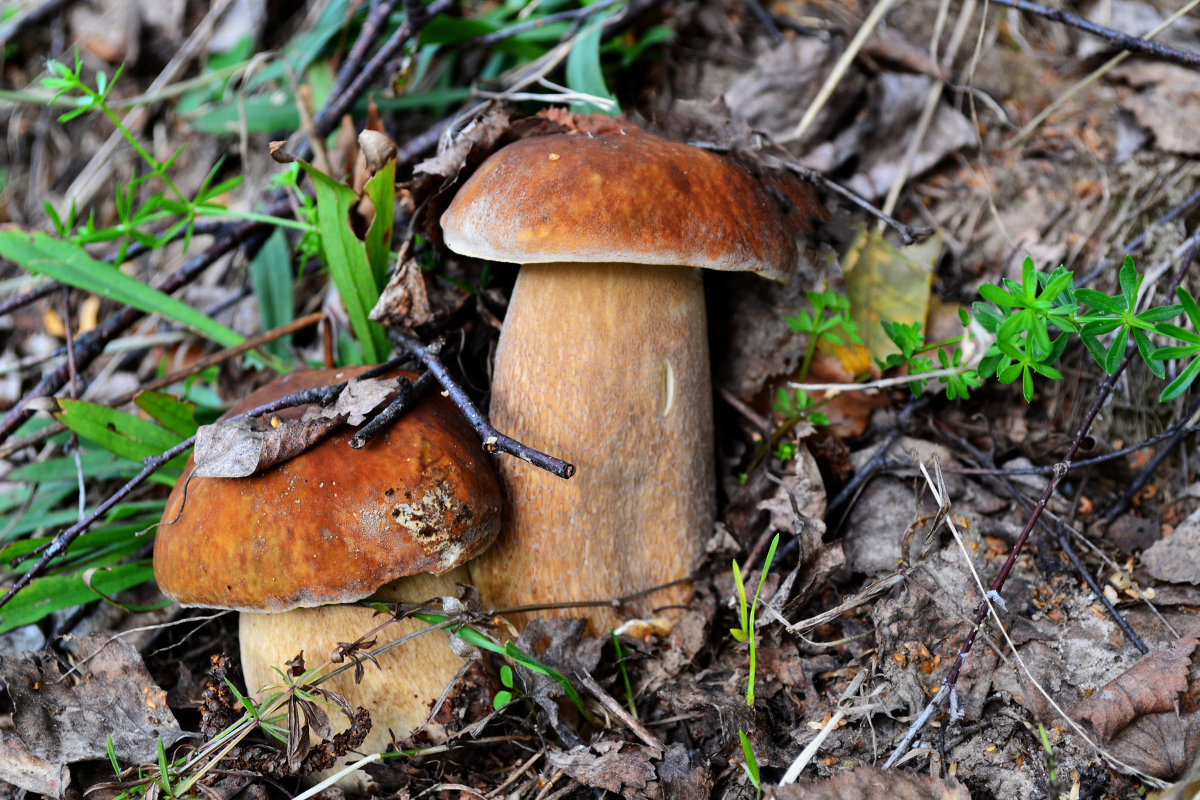 Самые красивые грибы! - Мария Худякова